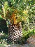 sizilien-mallorca 119